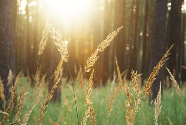 field sun trees grass